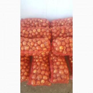 Продам лук товарный