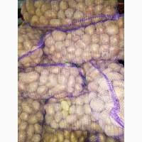 Продам Картофель, сорт Романо, Калибр 5+, сетка 20 кг, отличного качества
