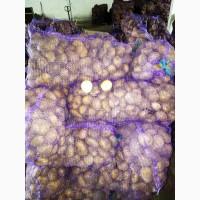 Продам Картофель, сорт Романо, Калибр 5+, сетка 20 кг, отличного качества