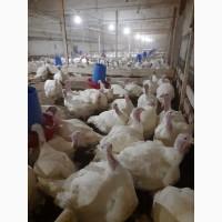 Продам суточных индюшат породы Биг-6