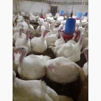 Продам суточных индюшат породы Биг-6