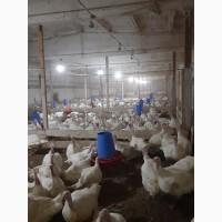 Продам суточных индюшат породы Биг-6