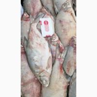 Продам Лещ свежемороженный
