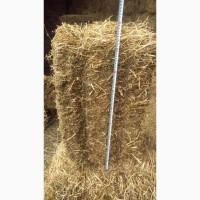 Сіно люцерни в квадратних тюках! Перший укос 2021р. Вага тюка 12-14кг