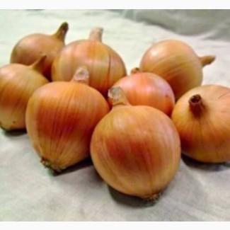 Продам семена лука Амфора F1