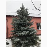 Ялинка голуба