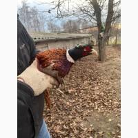 Фазани мисливські та камишові