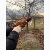 Фазани мисливські та камишові