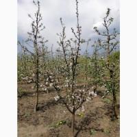 Продам саджанці яблунь