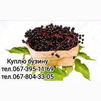 Куплю бузину