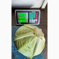 Продам Капусту Агрессор