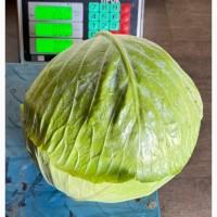 Продам Капусту Агрессор