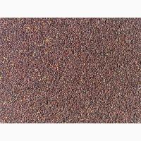 Гірчиця чорна, горчица черная