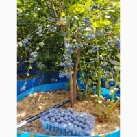 Продам кущі голубіки