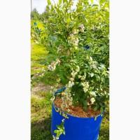Продам кущі голубіки