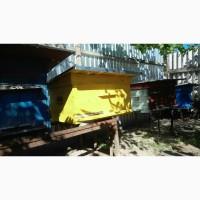 Продам бджолосімї. Продам вулики (Лежаки на 24 рамки)