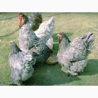 Кохінхін ізабелла, блакитний, лимон. Кури, курчата, яйце інкубаційне