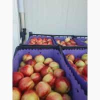 Продам фрукты