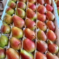 Продам фрукты