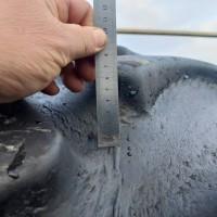 Б/у шина на трактор 710/70-R42, 710-70-42, 710х70х42, 710*70*42, 710/70р42 ВКТ Firestone