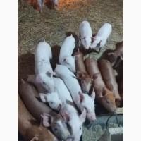 Продам поросят на відгодівлю