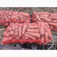 Продам моркву