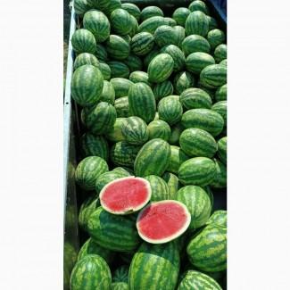 Продам арбуз сорт талисман и леди