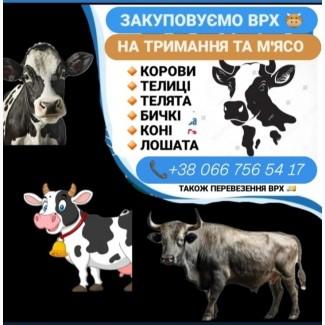 Закупівля врх в Житомирській області корови телиці телята бичкі коні лошата