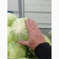 Продам капусту