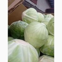 Продам капусту