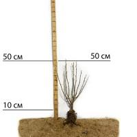 Саджанці смородини Гіганта