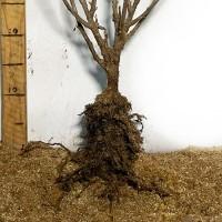 Саджанці смородини Гіганта