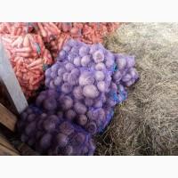 Продам буряк столовий