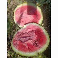 Кавун сорту Продюсер