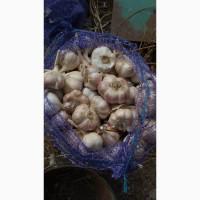 Продам озимий часник оптом, від 100 кг, Київська обл