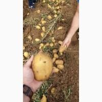 Насіннєва картопля Саншайн Вінницька область купити вигідно, роздріб від 10 кг