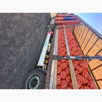 Продам цибулю. Сорт медуза