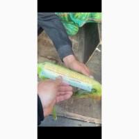 Продам солодку кукурудзу