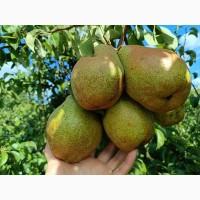 Продам груші. Сорти: Ноябрьська та Яблунівська