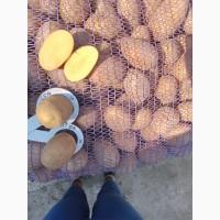 Реалізація насіння картоплі сорту Арізона, опт від 10 тонн