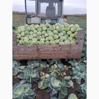 Продам капусту агресор
