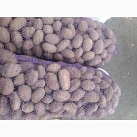 Продам товарну картоплю Белла роса, королева анна, Циганка