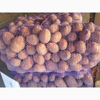 Продам товарну картоплю Белла роса, королева анна, Циганка