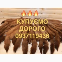 Купуємо шкіри куниці і бобра шкури