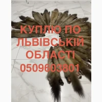 Купуємо по Львівській області шкіри куниці ДОРОГО