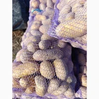 Продам насінневу картоплю Гранада ll - репродукції