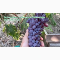 Продам Саджанці винних та столових сортів винограду