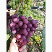 Продам Саджанці винних та столових сортів винограду