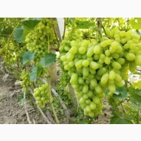 Продам Саджанці винних та столових сортів винограду