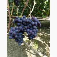 Продам Саджанці винних та столових сортів винограду